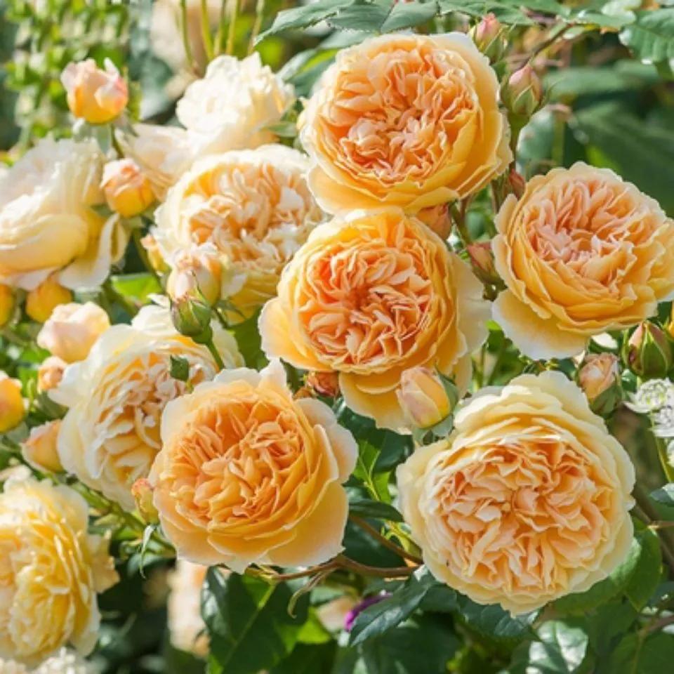 月季美图100张,月季花唯美高清图片大全