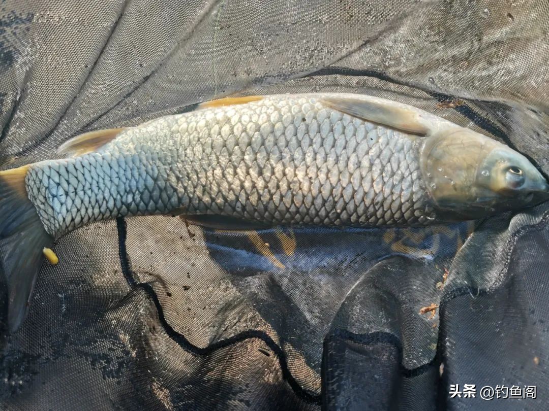 草鱼商品窝料搭配方法大全,草鱼窝料配方小药