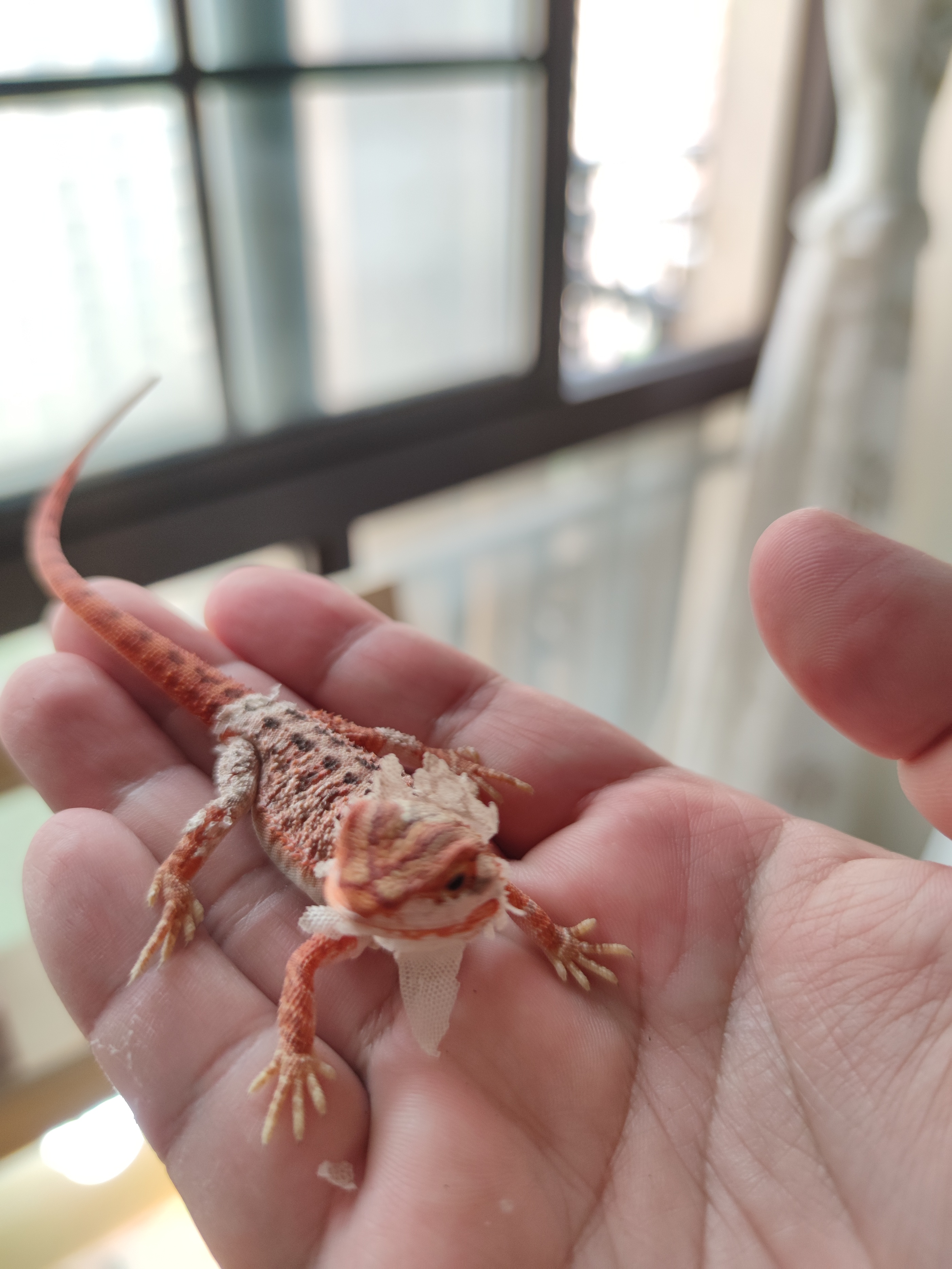 鬃狮蜥宝宝活宠,鬃狮蜥世界第三大宠物