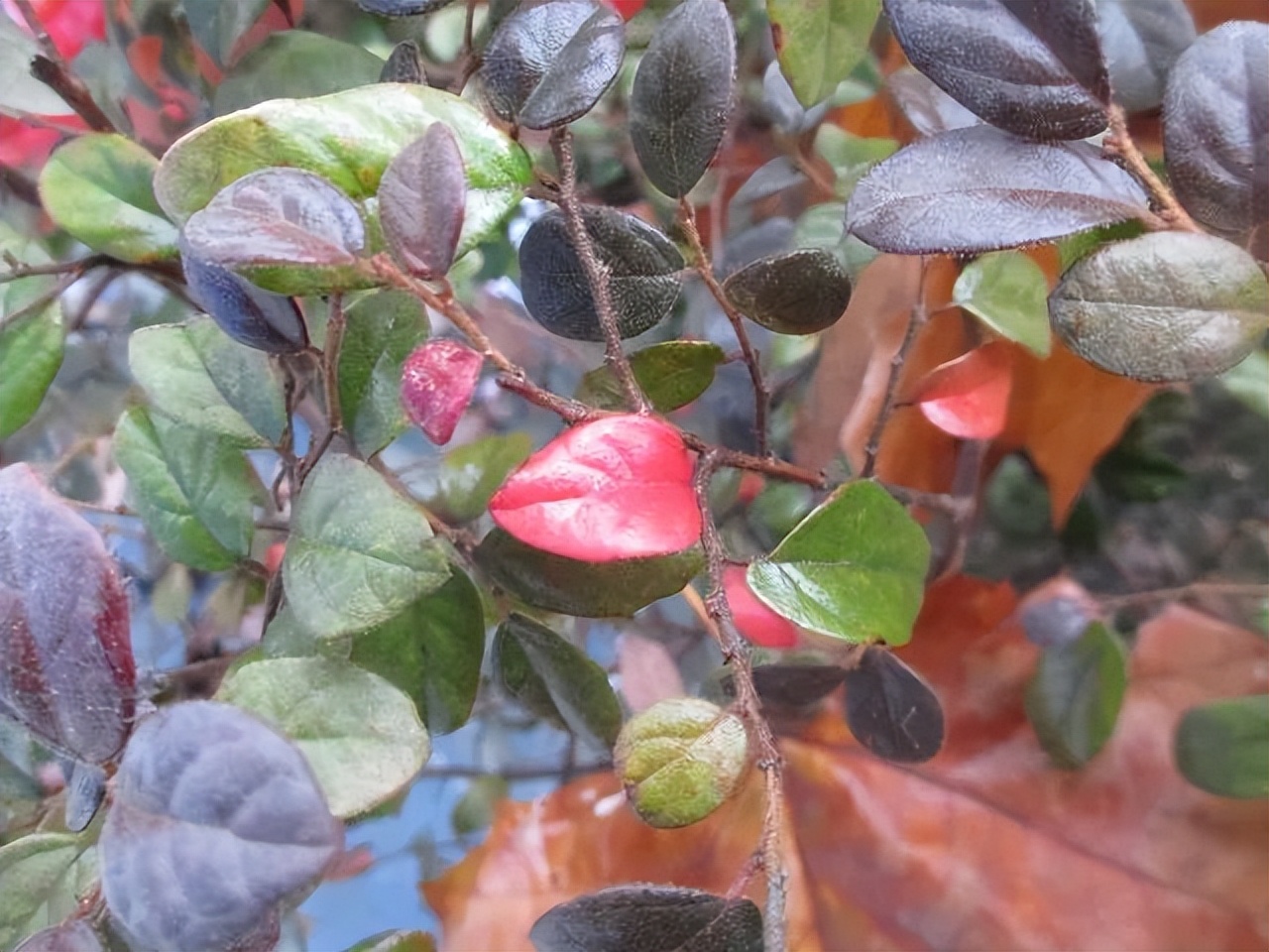 红花檵木的花图片,白花檵木花卉