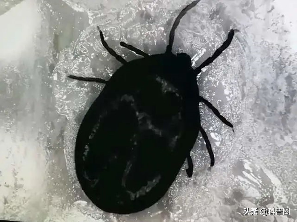 致命蜱虫,比蜱虫还可怕