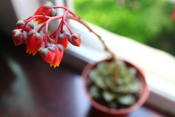 100种好看的多肉植物,50多种多肉品种大全