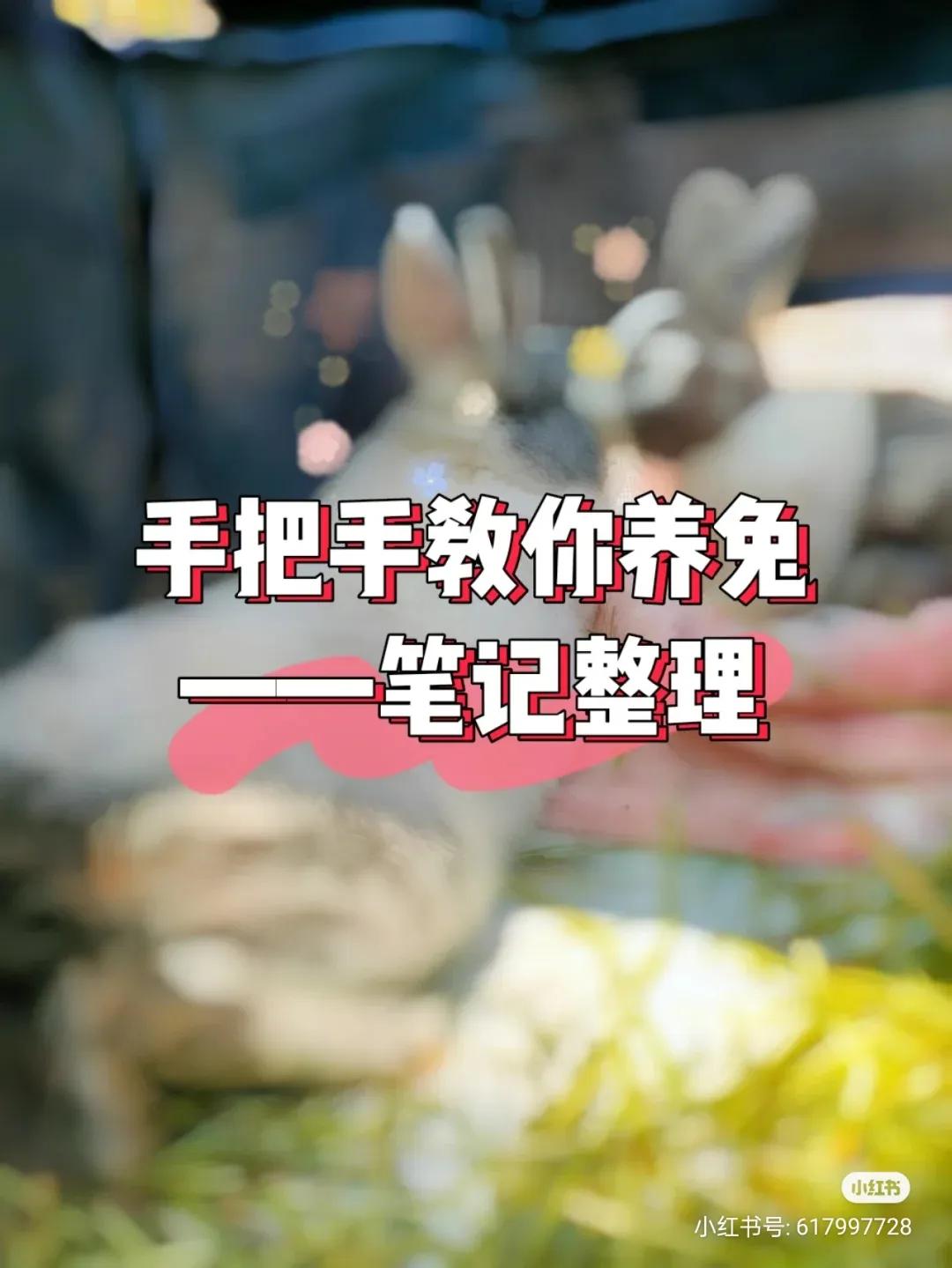 养兔记录,养兔记观察日记