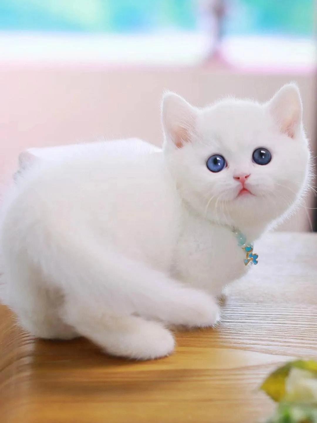 灰色猫咪是什么品种,玳瑁猫咪是什么品种