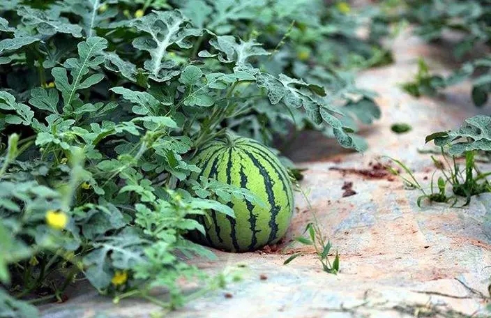 如何避免西瓜徒长,如何避免瓜苗徒长