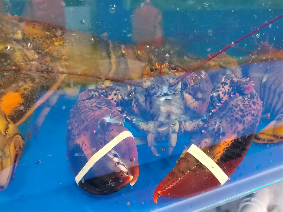 生猛海鲜市场,昌平北七家海鲜批发市场