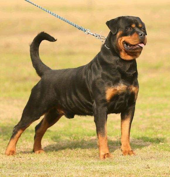 小女孩被恶犬咬原视频,被恶犬咬伤7岁女童状态平稳