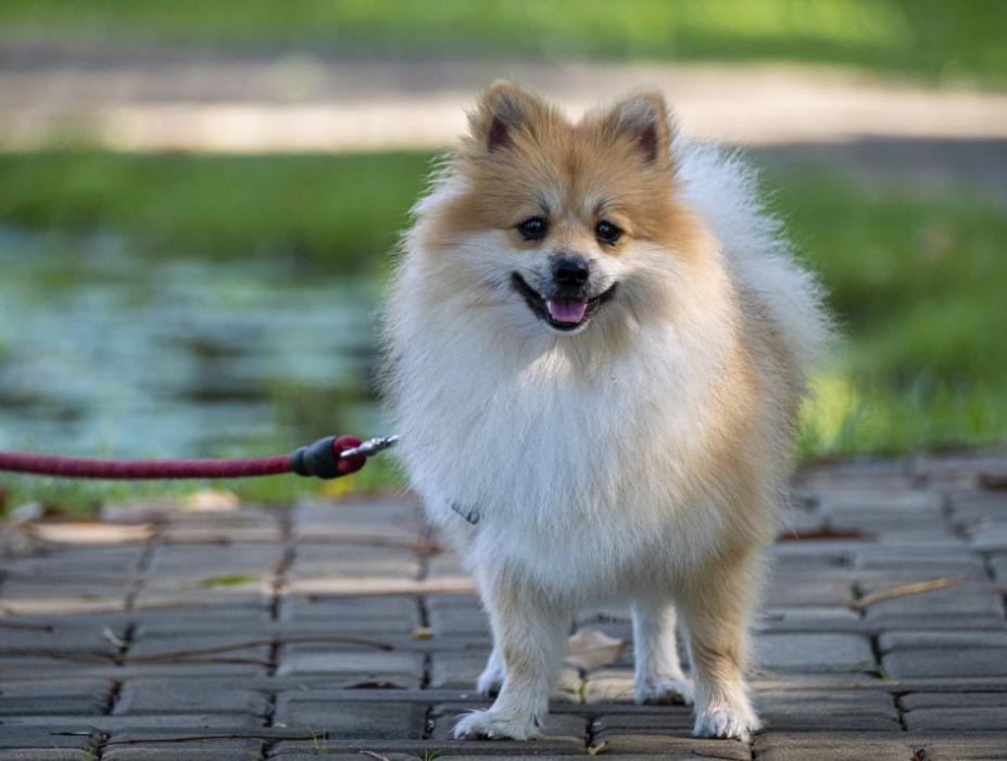 养宠物狗对孩子有好处吗,养宠物的好处和道理