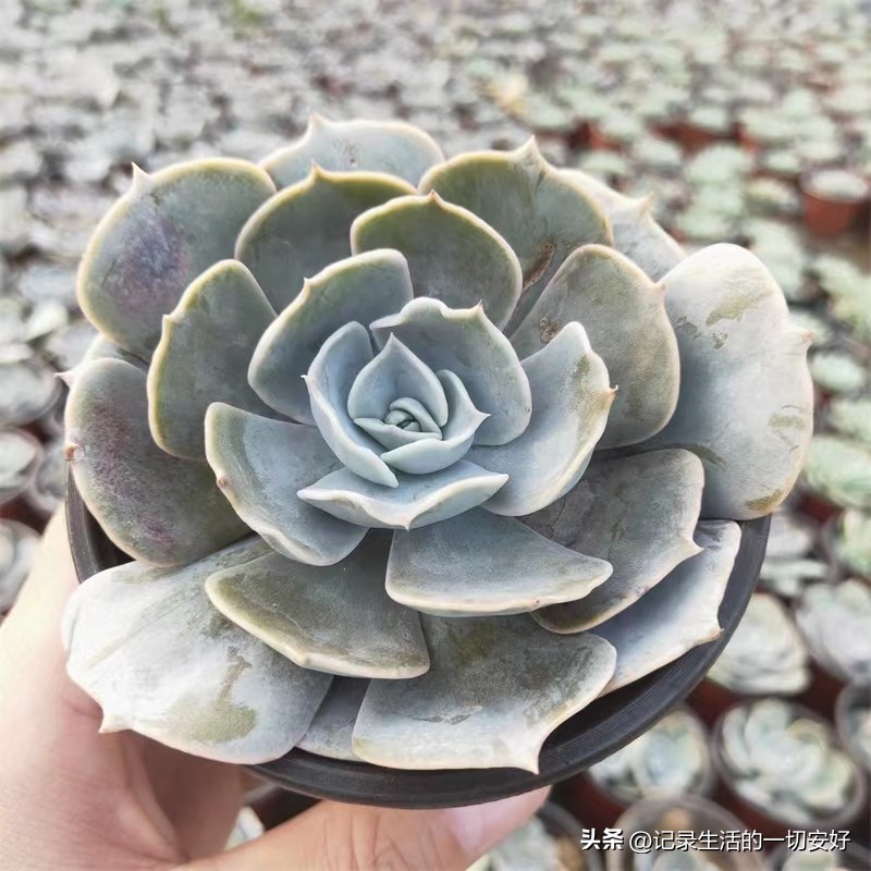 十二星座相对应的多肉,12星座守护多肉