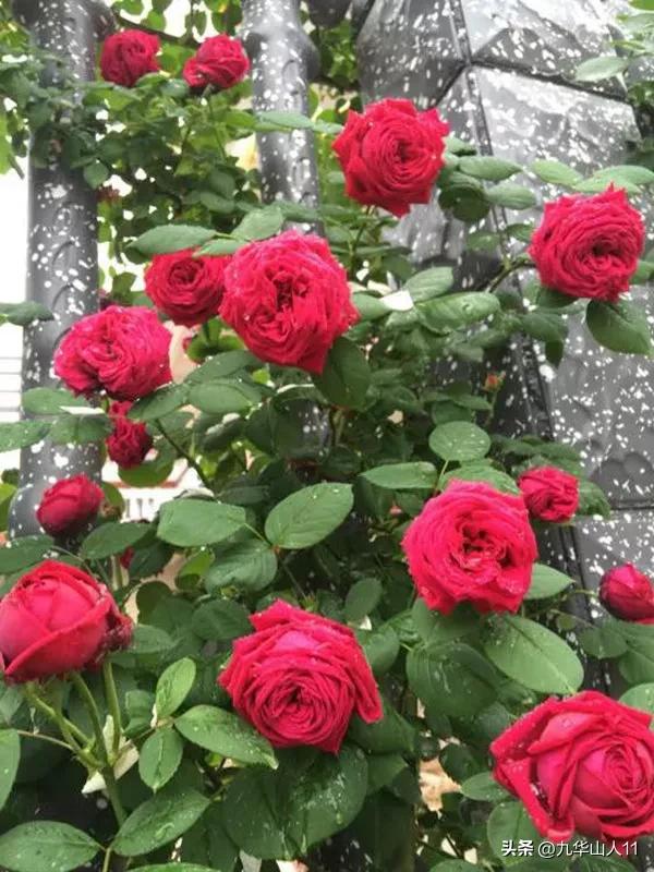 黄色系藤本月季哪个品种好,适合海南种的藤本月季品种