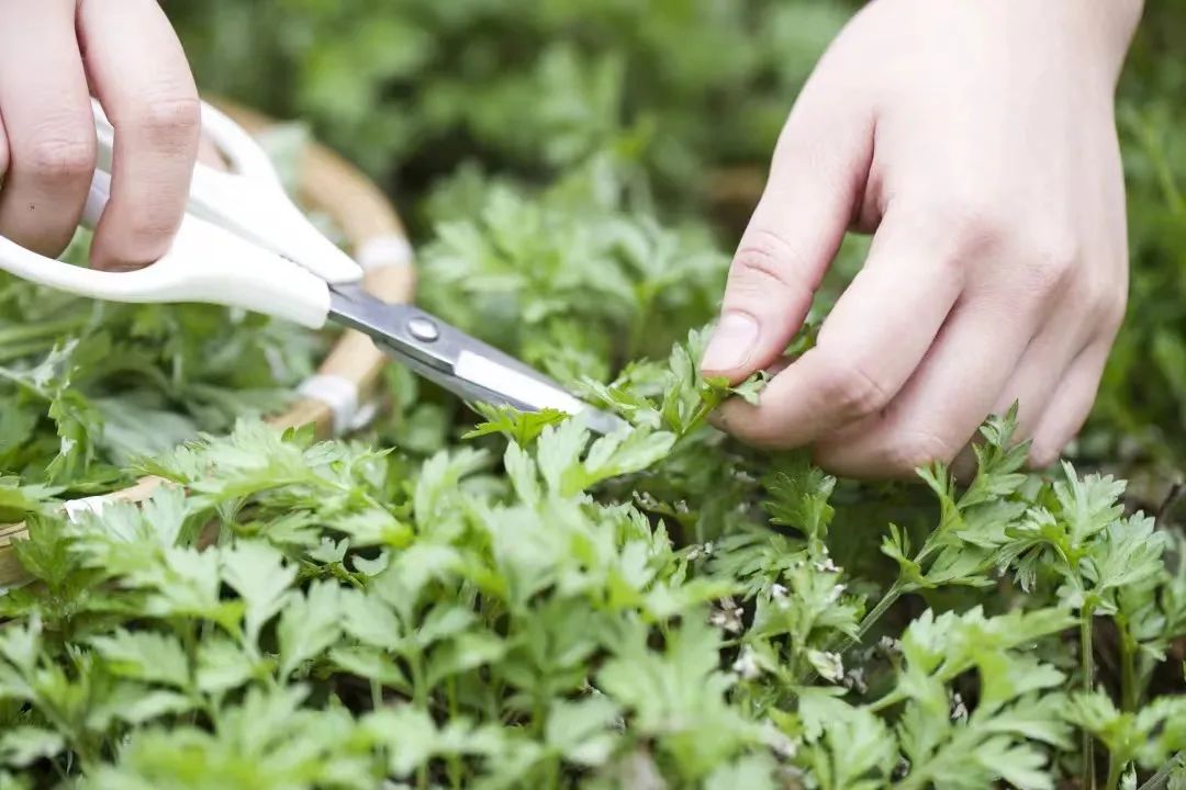 艾蒿香味扑鼻让人陶醉,用艾蒿做的美食