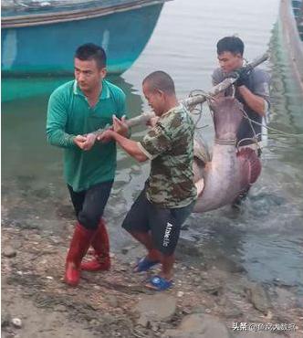 广东活溪石斑鱼多少钱一斤,湛江石斑鱼多少钱一斤
