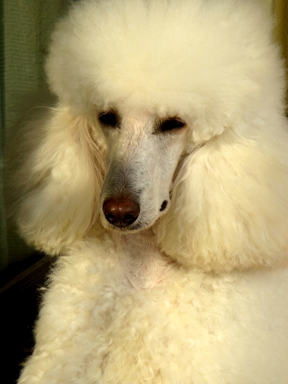 哈士奇大型犬可以养吗,哈士奇犬为什么不建议养