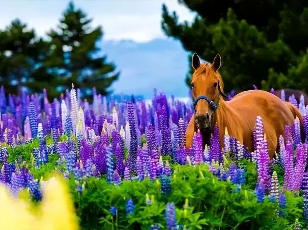 花田小镇爱丽丝,8000亩花田小镇