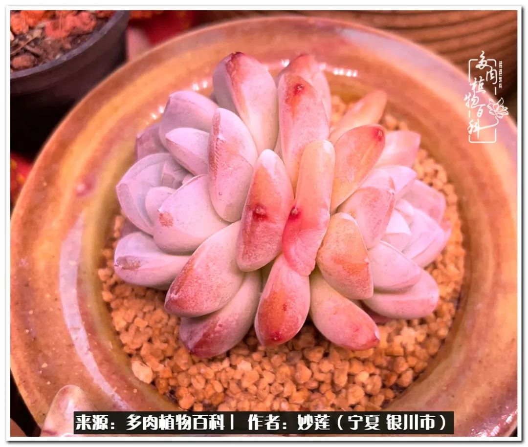 世间繁华三千不如一隅清欢,世间繁华三千不如有一院清欢