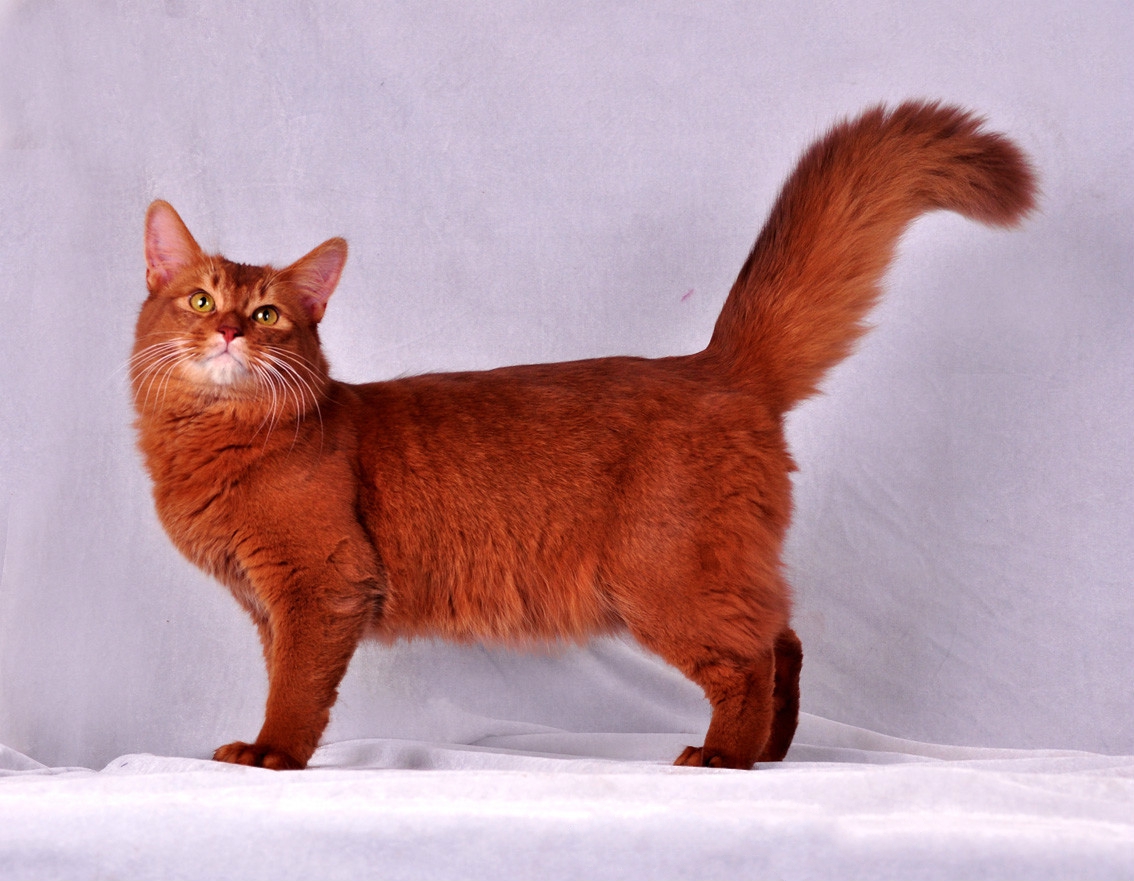 世界上最可爱的6种猫咪,世界上最可爱的三种猫咪