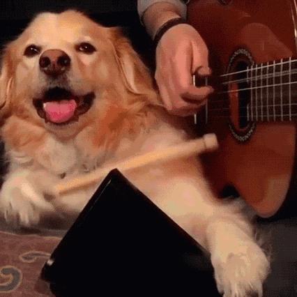 宝宝养狗狗的好处和坏处,养狗的好处和坏处有哪些呢