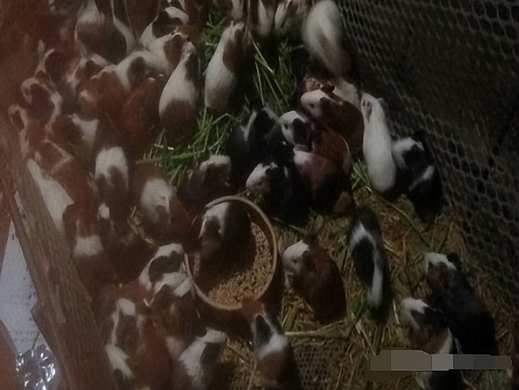 茗阳种兔养殖基地,阳西豚鼠养殖