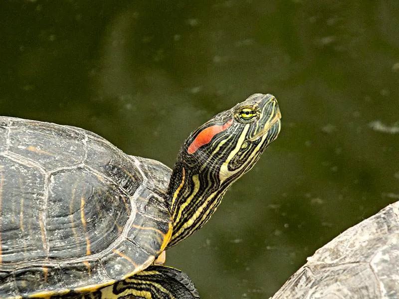 可爱的小乌龟优秀作文1000字,写小乌龟的优秀作文