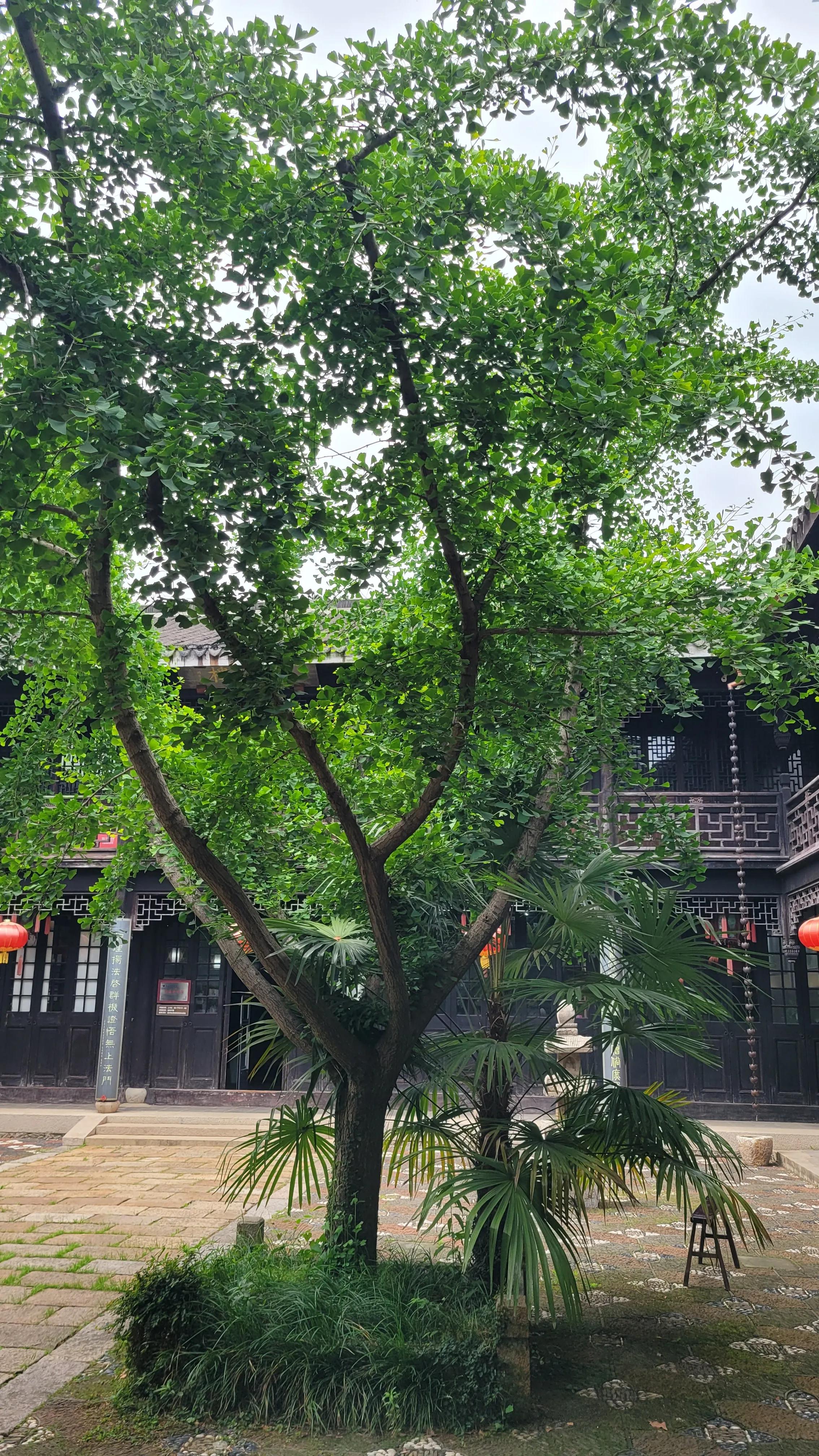 春天去无锡樱花谷旅游,无锡市梅园一日游攻略