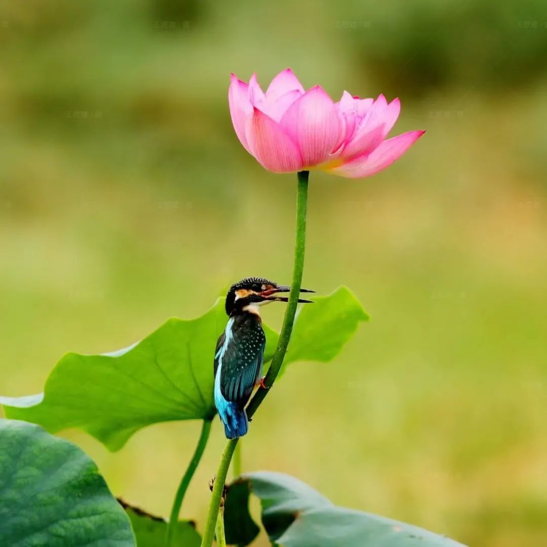 常州市内有哪些湿地公园,常州市新北区生态公园