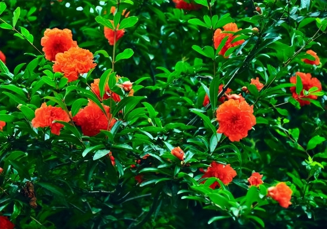 软籽石榴落果里面有种子吗,突尼斯软籽石榴落花落果