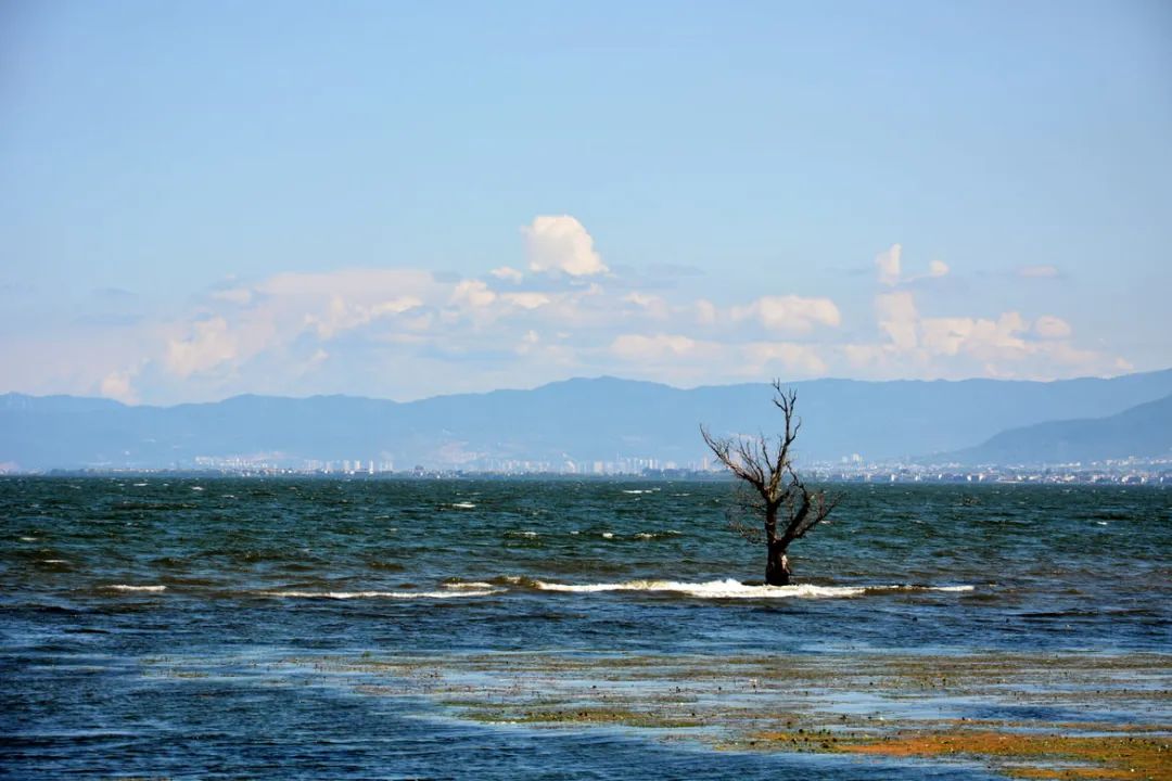 路桂军：生而有爱、别亦无憾