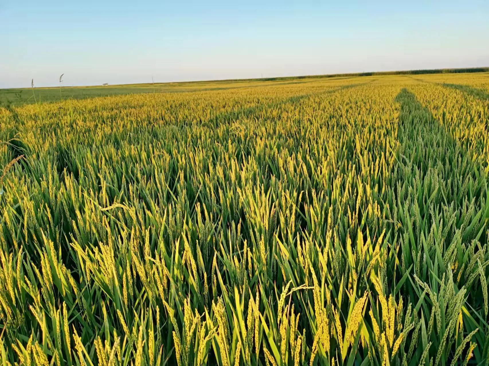 素心竹日记之稻田地补苗儿