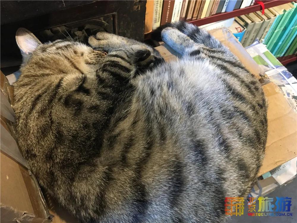 故宫御猫最火的猫,北京故宫的猫为什么叫御猫