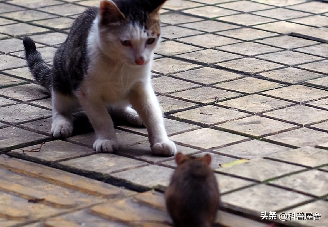 控制大脑的寄生怪物,控制宿主的恐怖生物