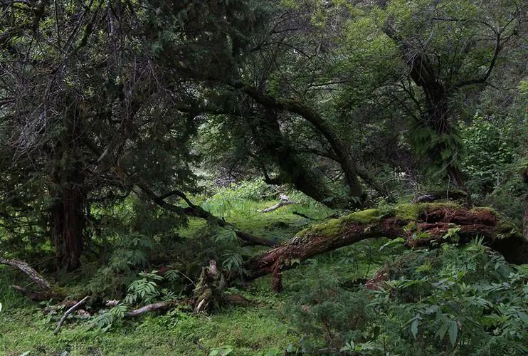 18年前徒步墨脱,藏族姑娘徒步墨脱