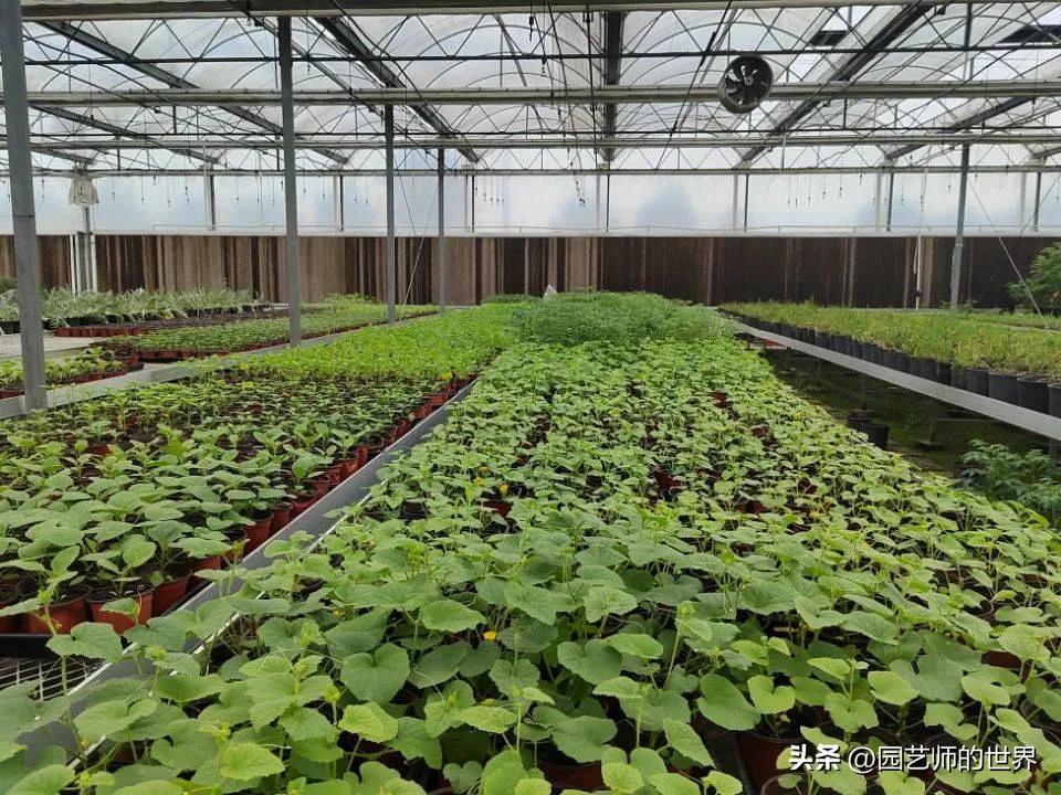 椋熺敤鑺卞崏鐑归オ鎸囧崡,椋熺敤鑺卞崏鍚嶅崟澶у叏