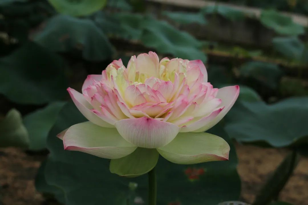 绝美的荷花品种大全图集,超好看荷花品种大型荷花