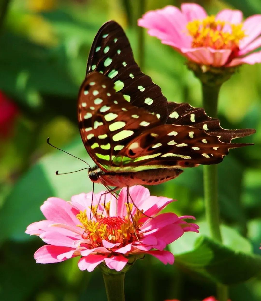 蝶恋花落叶随想,蝶恋花之相思