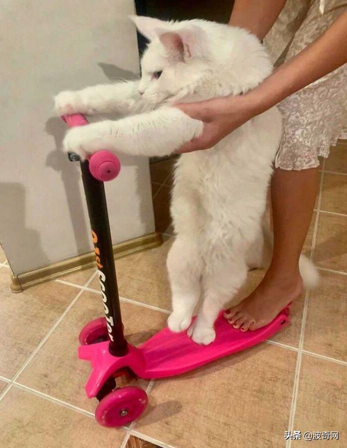 俄罗斯大块头猫咪,来自俄罗斯的猫