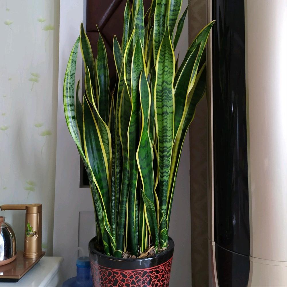 6种“健康花”，卧室一放，废气吸光，不失眠，睡觉香