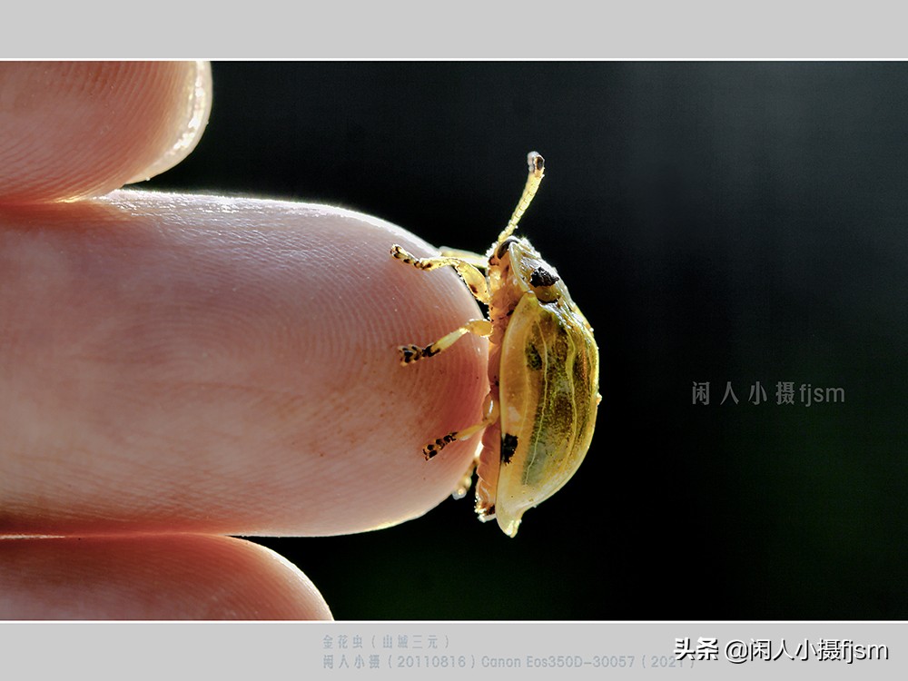 近距离拍摄昆虫小动物,常见昆虫微距摄影活动