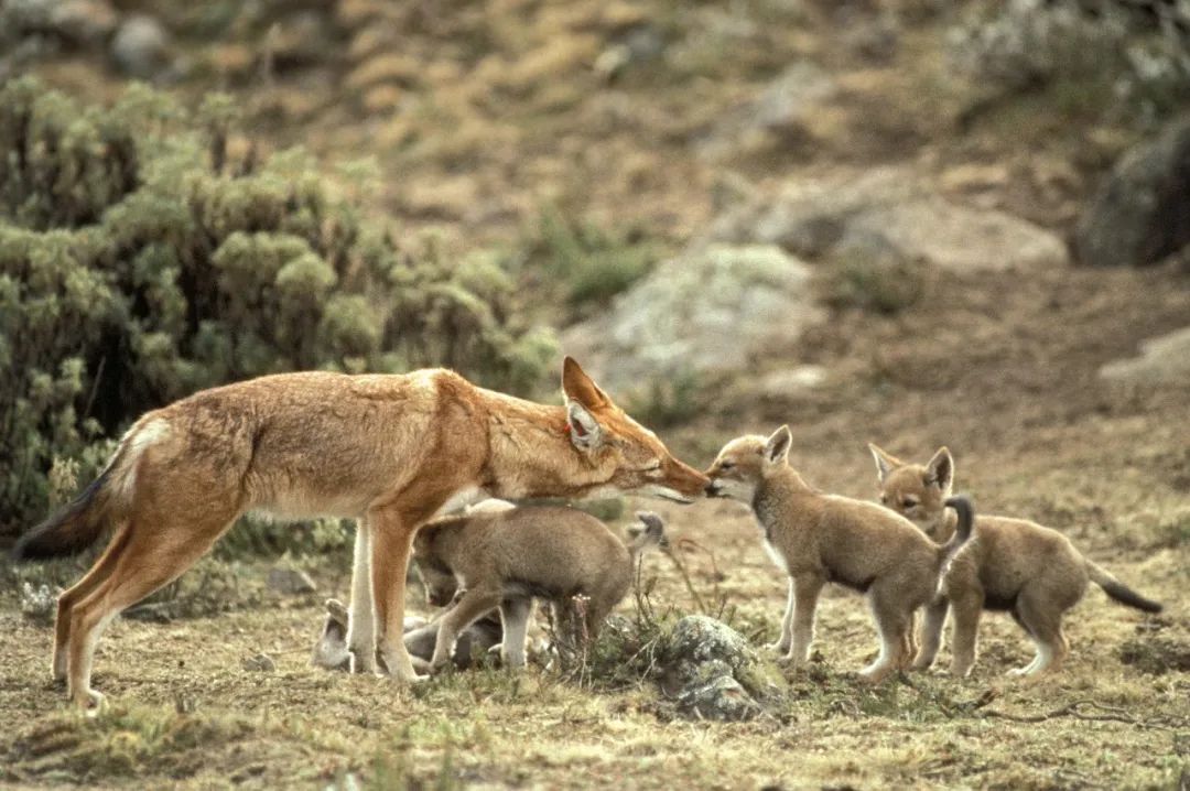 英国狗狗为什么没有狂犬病,英国为啥没狂犬病