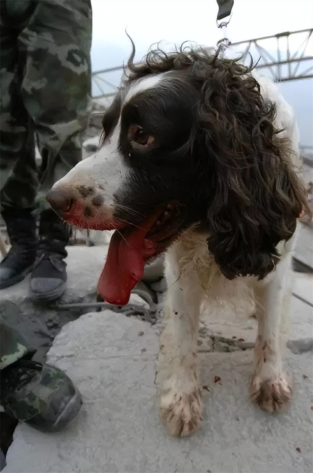 汶川地震搜救战士,汶川地震连续搜救十天十夜