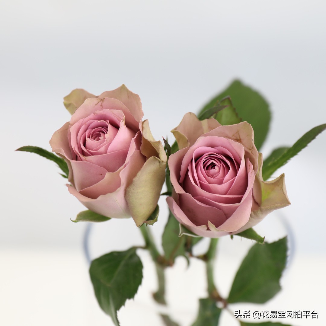 花店玫瑰为什么不香,花店里的玫瑰为什么不香