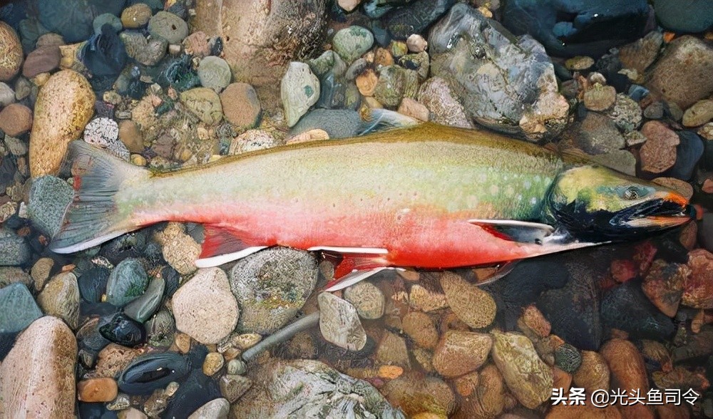 钓鱼钓到保护鱼种放了违法吗,钓鱼犯法的鱼类有哪些种类