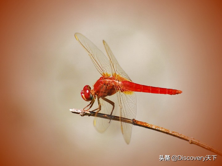 昆虫世界科普一下,昆虫百科知识甲虫