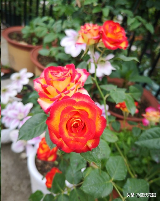 月季花盲芽,月季花怎么有盲枝和盲芽呢