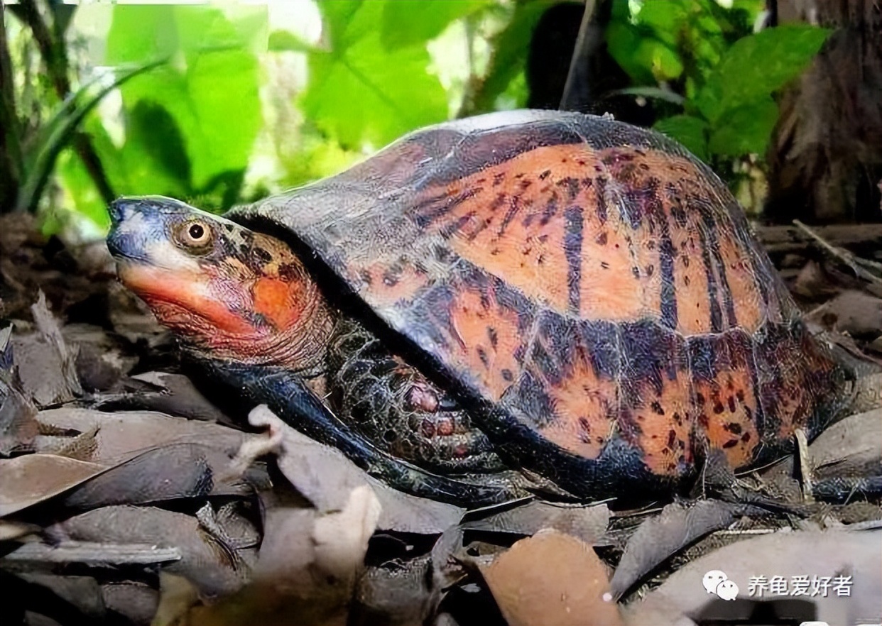 养半水龟用什么土,养半水龟用哪一类绿植好