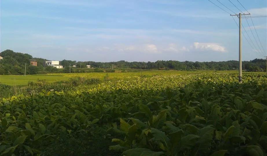 宁乡桃林镇,长沙市道林镇