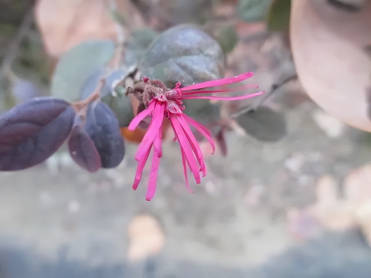 红花檵木的花图片,白花檵木花卉