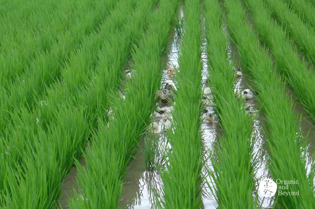 五常稻米原粮稻花香2号,原粮稻花香2号五常稻米