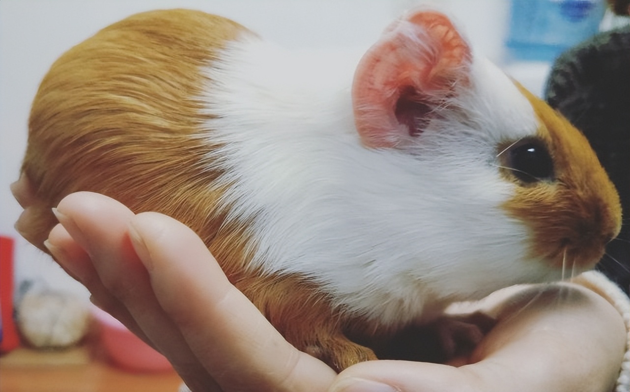 荷兰猪是个什么类型的猪呢,荷兰猪被误认为兔子