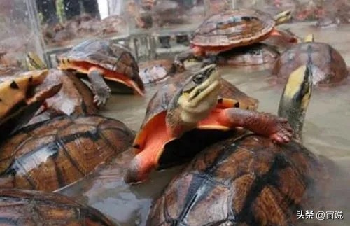 金钱龟习性是群居还是单居,人工养殖金钱龟是保护动物吗