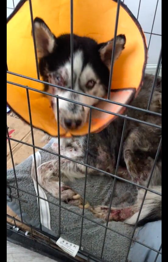 哈士奇眼睛上面白色点的地方红肿,哈士奇一只眼睛红肿